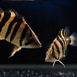 泰國虎魚市場供需關系研究，泰國虎魚市場價格趨勢預測泰國虎魚市場價格趨勢預測 泰國虎魚市場供需關系研究，泰國虎魚市場價格趨勢預測泰國虎魚市場價格趨勢預測 虎魚百科 第5張