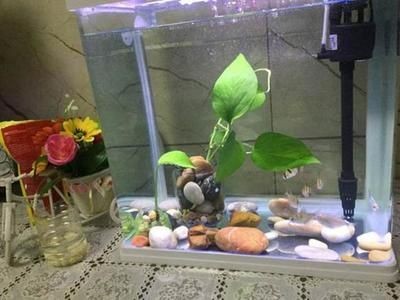 給魚缸增氧的方法：如何給魚缸增氧