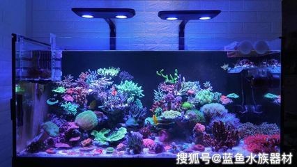 給魚缸增氧的方法：如何給魚缸增氧