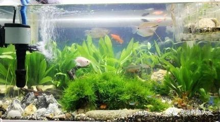 魚缸水質ph值的自然調節：如何提高魚缸水質ph值