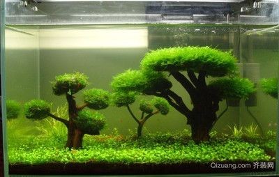黑色魚缸在美觀性和風水意義上具有一定的優勢但存在問題：如何選擇合適的魚缸背景紙