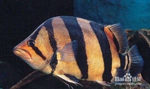 泰虎魚活餌安全處理方法，泰虎魚活餌安全處理方法：泰虎魚活餌存儲方法