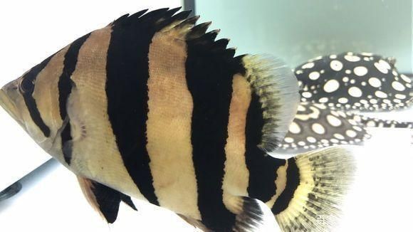泰虎魚活餌安全處理方法，泰虎魚活餌安全處理方法：泰虎魚活餌存儲方法
