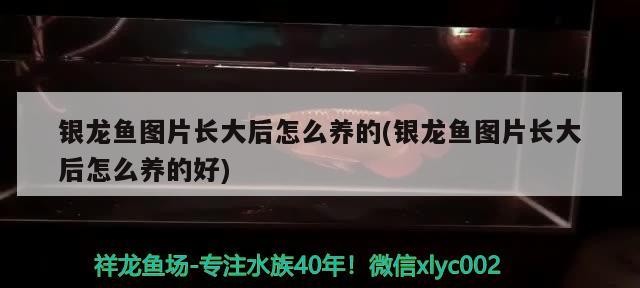銀龍魚圖片長大后怎么養的(銀龍魚圖片長大后怎么養的好)