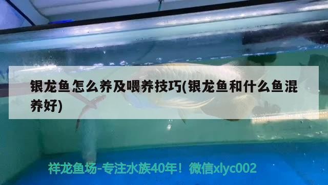 魚缸過濾器選購指南:自制魚缸過濾器魚缸上置過濾器對于養魚愛好者的必備知識 銀龍魚怎么養及喂養技巧(銀龍魚和什么魚混養好) 銀龍魚百科 銀龍魚怎么養及喂養技巧(銀龍魚和什么魚混養好) 銀龍魚怎么養及喂養技巧(銀龍魚和什么魚混養好) 銀龍魚百科