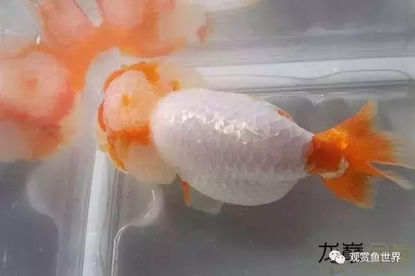 小火龍魚好養嗎?（小火龍魚好養嗎圖片） 小火龍魚好養嗎?（小火龍魚好養嗎圖片） 虎魚百科