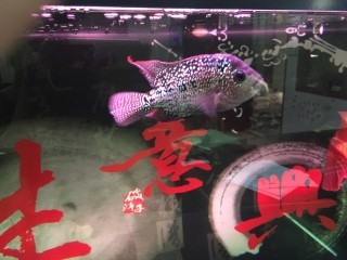 羅漢 虎魚 龍魚