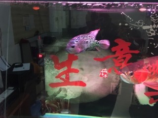 羅漢 虎魚 龍魚