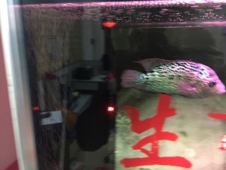 羅漢 虎魚 龍魚