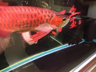 羅漢 虎魚 龍魚