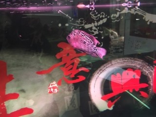 羅漢 虎魚 龍魚