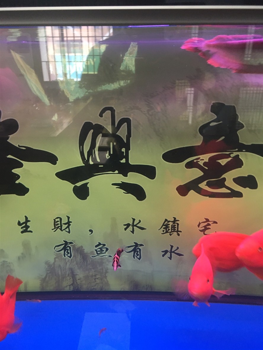 養兩條虎魚可以嗎？ 養兩條虎魚可以嗎？ 虎魚百科