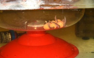 龍魚虎魚魚缸能加小龍魚嗎