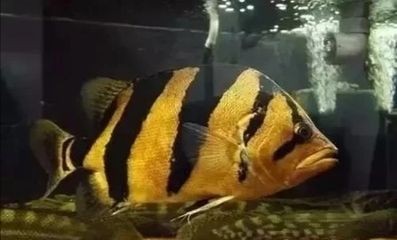 虎魚腸道疾病癥狀及處理，虎魚腸道疾病早期識別方法虎魚腸道疾病早期識別方法