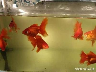 觀賞魚缸水質發黃但清澈是正常的嗎？：觀賞魚缸水質發黃但清澈可能有多種原因有些是正常的