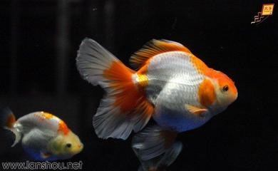怎么讓銀龍魚開口快些（怎么讓銀龍魚開口快些呢） 怎么讓銀龍魚開口快些（怎么讓銀龍魚開口快些呢） 銀龍魚百科