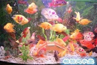 風水養魚的數量在風水學中的風水養魚數量在風水學中的講究：養魚的數量在風水學中有什么講究？