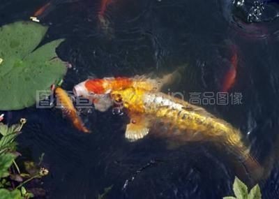 大埔縣湖寮鎮御品博宇水族館（大埔縣湖寮鎮御品博宇水族館電話）