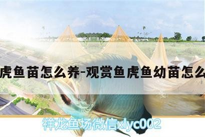 泰虎魚(yú)苗怎么養(yǎng):觀賞魚(yú)虎魚(yú)幼苗怎么養(yǎng)