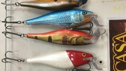 如何挑選健康的黃金河虎魚，挑選健康的黃金河虎魚需要注意以下幾個方面 如何挑選健康的黃金河虎魚，挑選健康的黃金河虎魚需要注意以下幾個方面 虎魚百科 第1張
