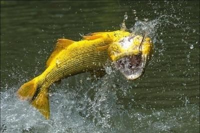 如何挑選健康的黃金河虎魚，挑選健康的黃金河虎魚需要注意以下幾個方面 如何挑選健康的黃金河虎魚，挑選健康的黃金河虎魚需要注意以下幾個方面 虎魚百科 第2張