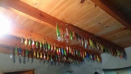 如何挑選健康的黃金河虎魚，挑選健康的黃金河虎魚需要注意以下幾個方面 如何挑選健康的黃金河虎魚，挑選健康的黃金河虎魚需要注意以下幾個方面 虎魚百科 第3張