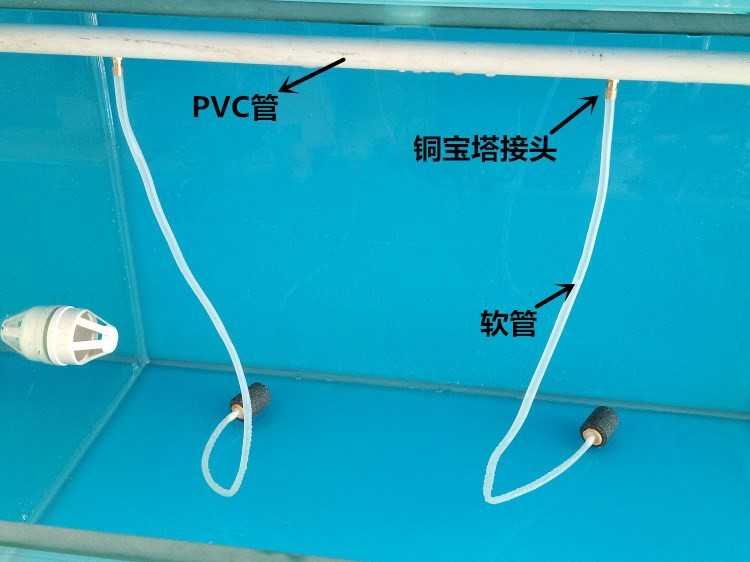 銀龍魚嘴巴前面爛掉了怎么辦啊圖片（銀龍魚嘴巴前面爛掉了怎么辦啊圖片大全） 銀龍魚嘴巴前面爛掉了怎么辦啊圖片（銀龍魚嘴巴前面爛掉了怎么辦啊圖片大全） 銀龍魚百科
