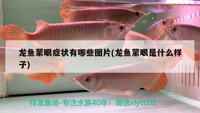 銀龍魚吃什么飼料便宜點(diǎn)(銀龍魚吃什么飼料比較好)