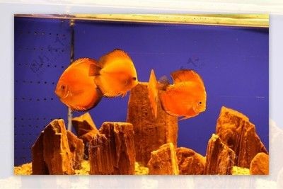 狗頭魚缸背景圖選擇對于營造良好的水族箱環境非常重要：如何選擇狗頭魚缸背景圖 狗頭魚缸背景圖選擇對于營造良好的水族箱環境非常重要：如何選擇狗頭魚缸背景圖 魚缸百科 第3張