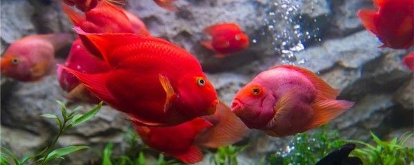 魚缸處理得過水霉病的魚缸需要經過以下幾個步驟：處理得過水霉病的魚缸需要經過以下幾個步驟 魚缸處理得過水霉病的魚缸需要經過以下幾個步驟：處理得過水霉病的魚缸需要經過以下幾個步驟 魚缸百科 第1張