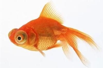 魚缸處理得過水霉病的魚缸需要經過以下幾個步驟：處理得過水霉病的魚缸需要經過以下幾個步驟 魚缸處理得過水霉病的魚缸需要經過以下幾個步驟：處理得過水霉病的魚缸需要經過以下幾個步驟 魚缸百科 第3張
