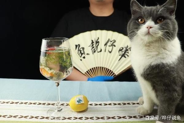 混養魚缸布局設計案例，60厘米魚缸的混養布局