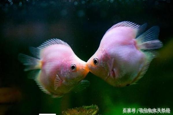銀龍魚一個月長多少厘米正常（銀龍魚一個月長多少厘米正常呢）