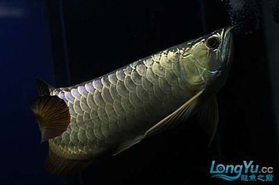 金龍 銀龍魚 龍魚百科 第1張 金龍 銀龍魚 金龍 銀龍魚 龍魚百科 第1張