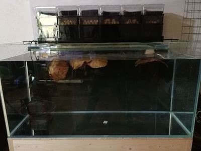 根據(jù)搜索結(jié)果整理的魚缸選擇觀賞魚缸選擇要點(diǎn)：如何選擇觀賞魚的魚缸