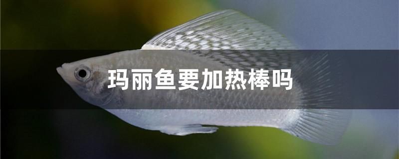 濮陽賣觀賞魚的地方在哪兒呀（<strong><mark>河南</mark></strong>地形圖像什么）
