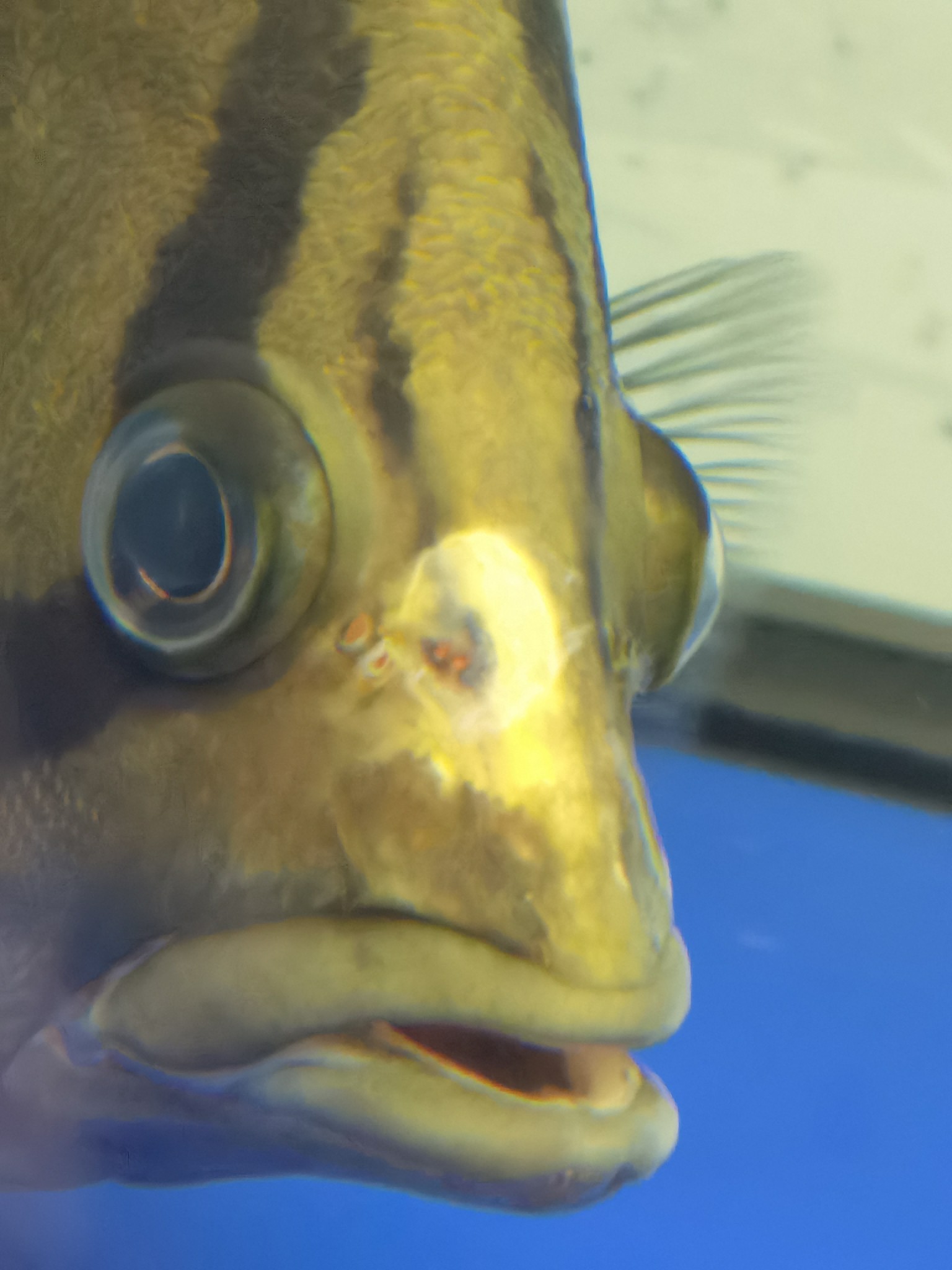 虎魚是頭洞病嗎
