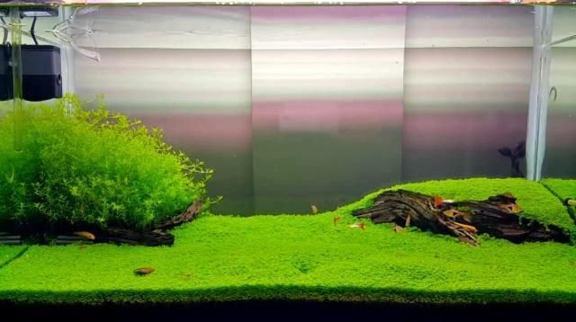 水族箱的養護秘籍想要打造一個生機勃勃的魚缸造景：如何打造一個生機勃勃的魚缸造景？ 水族箱的養護秘籍想要打造一個生機勃勃的魚缸造景：如何打造一個生機勃勃的魚缸造景？ 魚缸百科 第3張