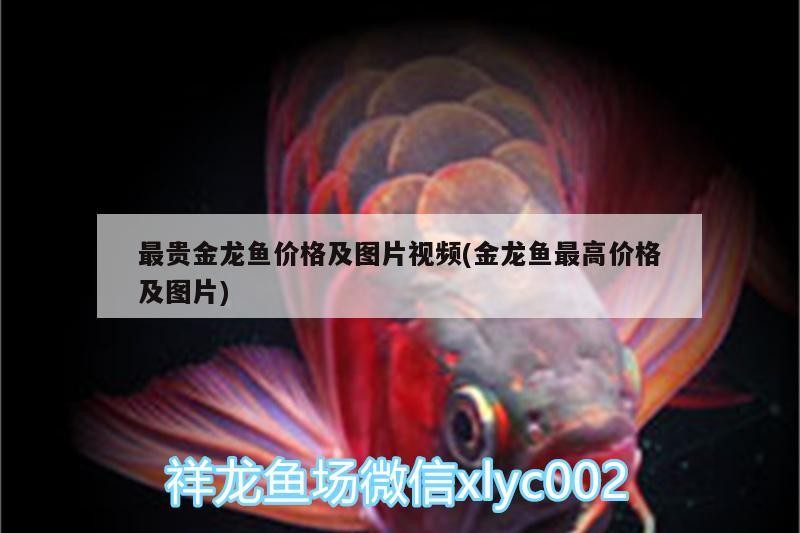 最貴金龍魚價格及圖片視頻(金龍魚最高價格及圖片) 最貴金龍魚價格及圖片視頻(金龍魚最高價格及圖片) 龍魚百科 第1張