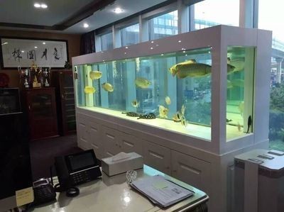 龍魚缸養(yǎng)什么魚好一點(diǎn)