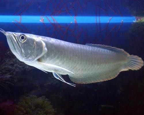 銀龍魚《銀龍魚怎么養及喂養技巧》