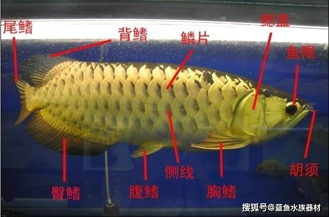 龍魚的側線孔是干嘛的 龍魚的側線孔是干嘛的 龍魚百科 第2張
