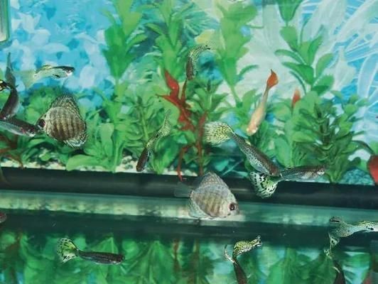 泰國虎魚繁殖環境模擬技巧，泰國虎魚繁殖水溫控制方法