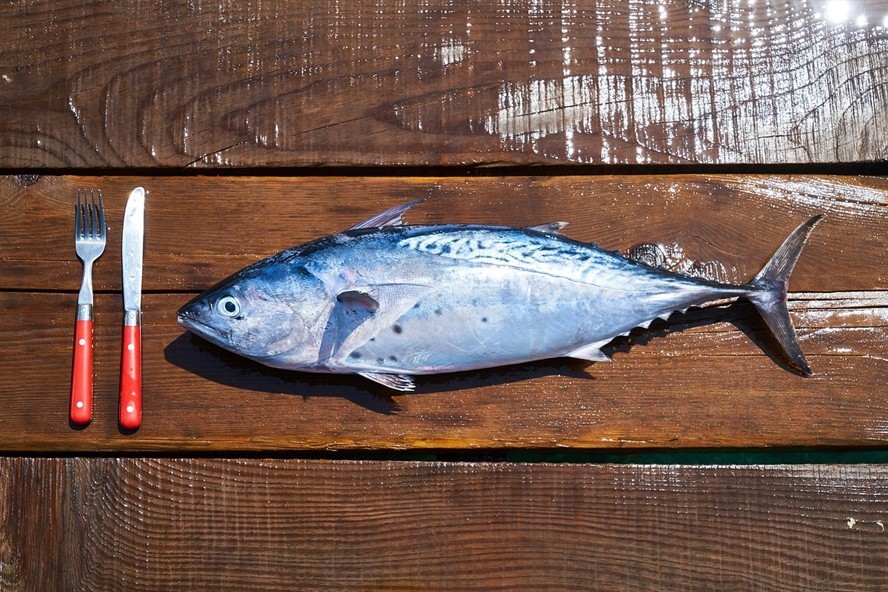 龍魚和虎魚會打架嗎為什么那么厲害（龍魚虎魚打架配條什么魚會好） 龍魚和虎魚會打架嗎為什么那么厲害（龍魚虎魚打架配條什么魚會好） 虎魚百科
