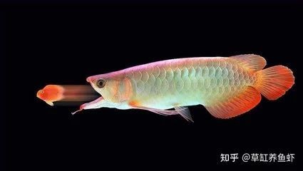 龍魚的價格有多少