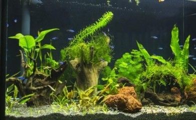 魚缸氣泡的科學(xué)解析:家庭養(yǎng)魚的水質(zhì)管理 魚缸百科 第3張 魚缸氣泡的科學(xué)解析:家庭養(yǎng)魚的水質(zhì)管理 魚缸氣泡的科學(xué)解析:家庭養(yǎng)魚的水質(zhì)管理 魚缸百科 第3張