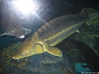 龍魚須為什么往上翹起來(lái) 龍魚百科 第1張 龍魚須為什么往上翹起來(lái) 龍魚須為什么往上翹起來(lái) 龍魚百科 第1張