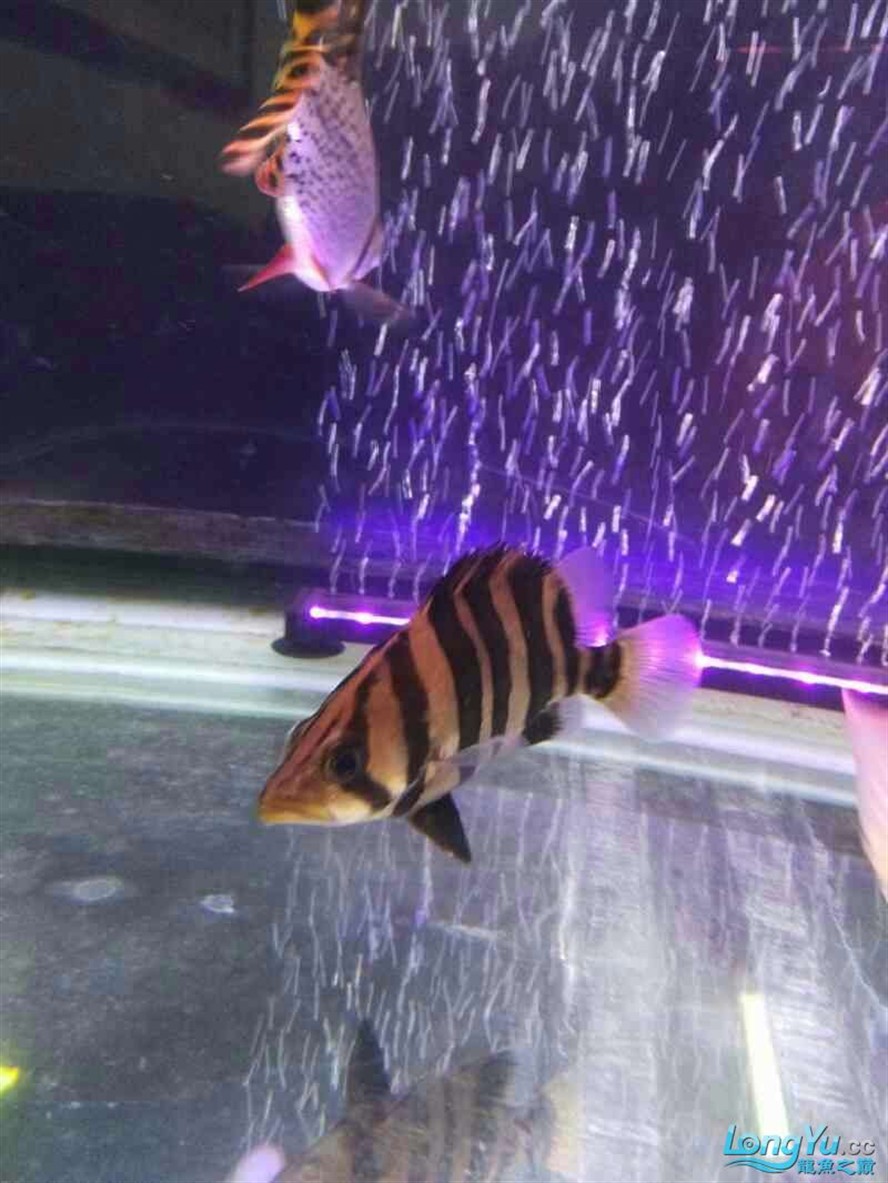 虎魚受到威脅就明了