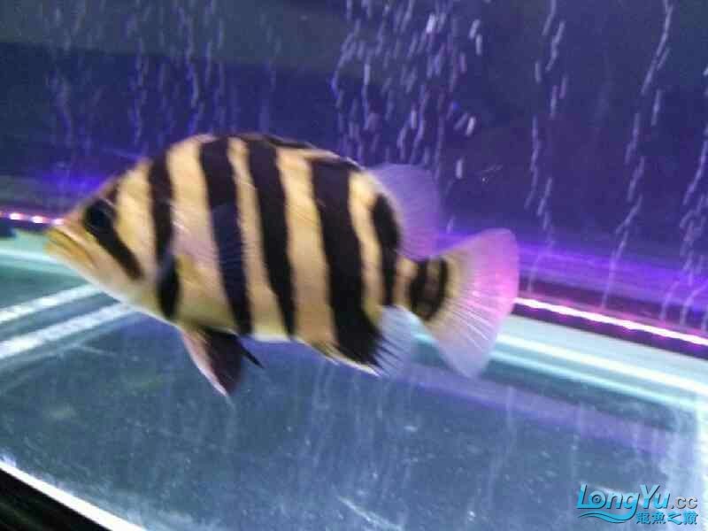 虎魚受到威脅就明了