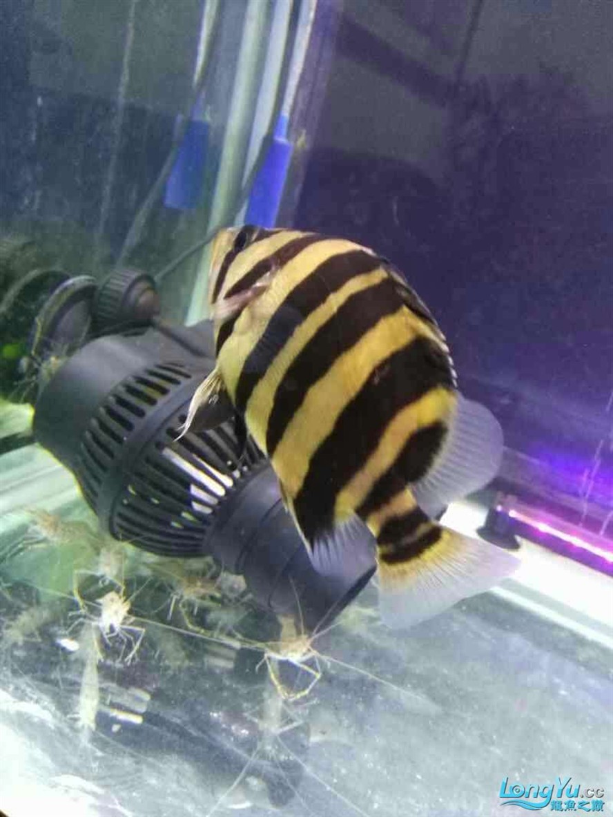虎魚受到威脅就明了